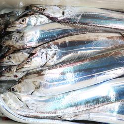 松本釣船２ 釣果