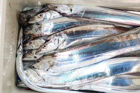 松本釣船２ 釣果