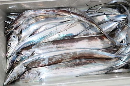 松本釣船２ 釣果