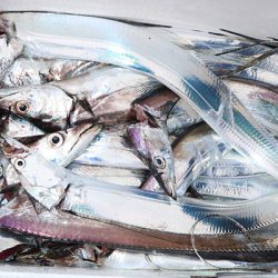 松本釣船２ 釣果