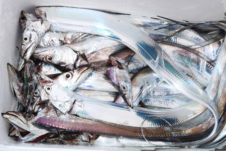 松本釣船２ 釣果