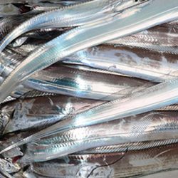 松本釣船２ 釣果