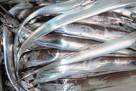 松本釣船２ 釣果