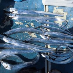 十八宝洋丸 釣果