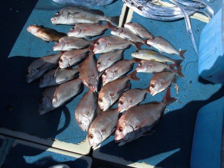 十八宝洋丸 釣果