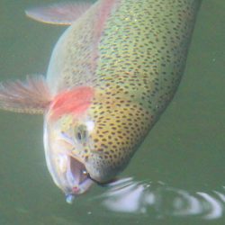 小菅トラウトガーデン 釣果