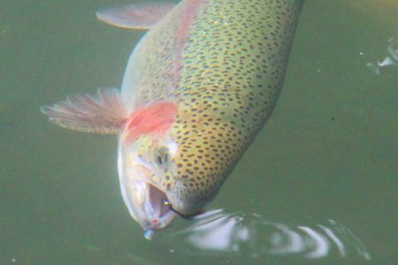 小菅トラウトガーデン 釣果