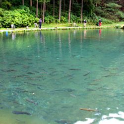 小菅トラウトガーデン 釣果