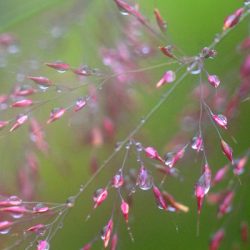 小菅トラウトガーデン 釣果