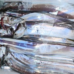 松本釣船２ 釣果