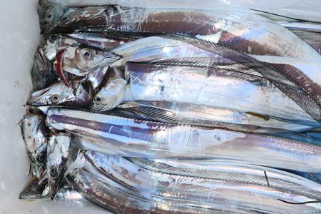 松本釣船２ 釣果