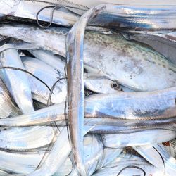 松本釣船２ 釣果