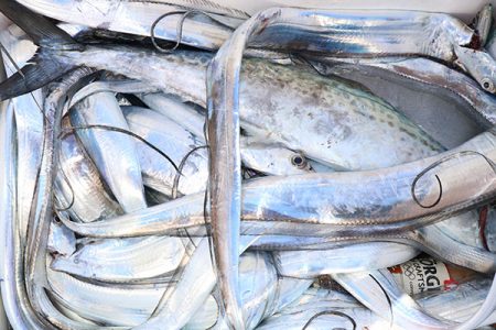 松本釣船２ 釣果