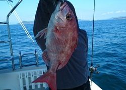 愛裕南丸 釣果