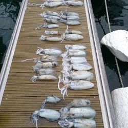 フィッシングボートACE(エース) 釣果