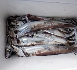 遊漁船 幸友丸 釣果