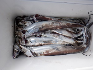 遊漁船 幸友丸 釣果