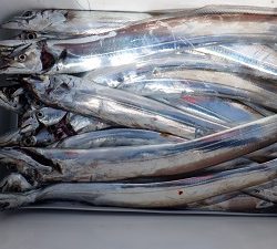 遊漁船 幸友丸 釣果