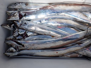 遊漁船 幸友丸 釣果