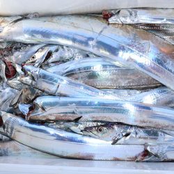 松本釣船２ 釣果