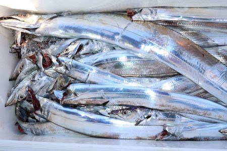 松本釣船２ 釣果