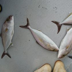 海龍丸(福岡) 釣果