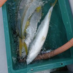 海龍丸(福岡) 釣果