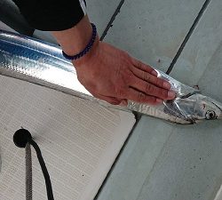 遊漁船 幸友丸 釣果