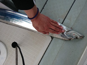 遊漁船 幸友丸 釣果