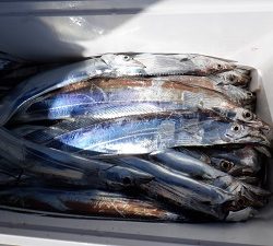 遊漁船 幸友丸 釣果