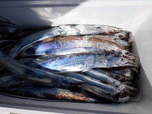 遊漁船 幸友丸 釣果