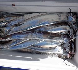 遊漁船 幸友丸 釣果