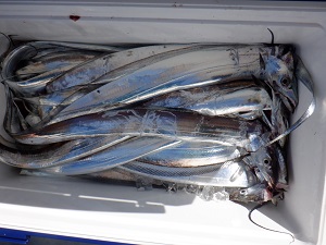 遊漁船 幸友丸 釣果