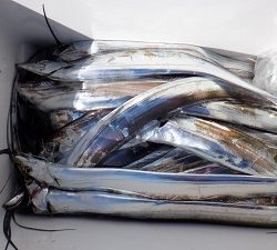 遊漁船 幸友丸 釣果