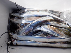 遊漁船 幸友丸 釣果