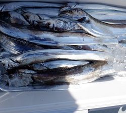 遊漁船 幸友丸 釣果