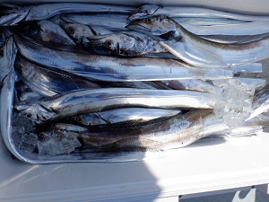 遊漁船 幸友丸 釣果