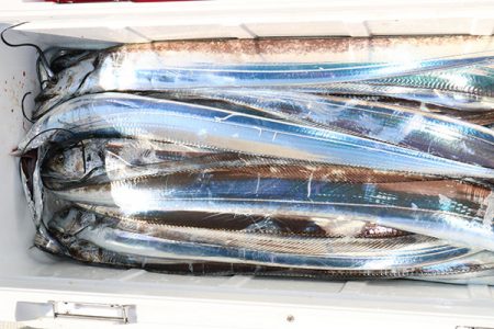 松本釣船２ 釣果