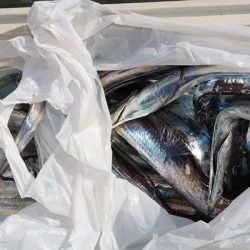 松本釣船２ 釣果