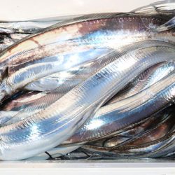 松本釣船２ 釣果