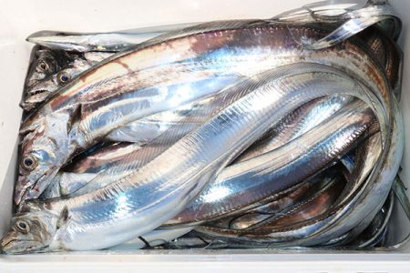 松本釣船２ 釣果