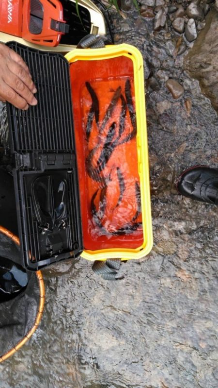 大井川（大井川(非)漁業協同組合） 釣果