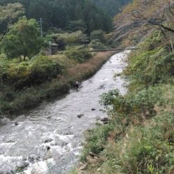大井川(大井川(非)漁業協同組合) 釣果