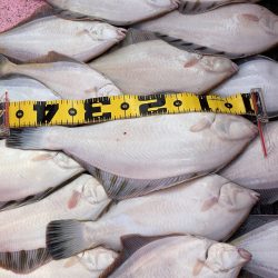 第八平成丸 釣果