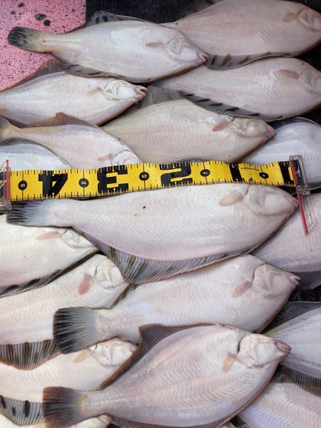 第八平成丸 釣果