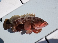 遊漁船 幸友丸 釣果