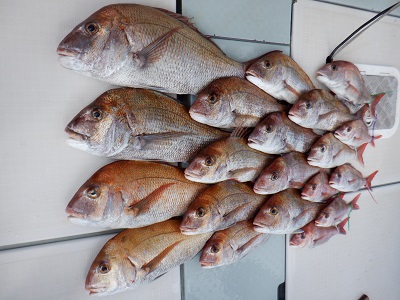 遊漁船 幸友丸 釣果