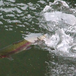 小菅トラウトガーデン 釣果