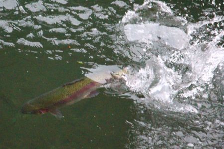 小菅トラウトガーデン 釣果