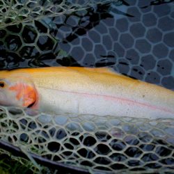 小菅トラウトガーデン 釣果